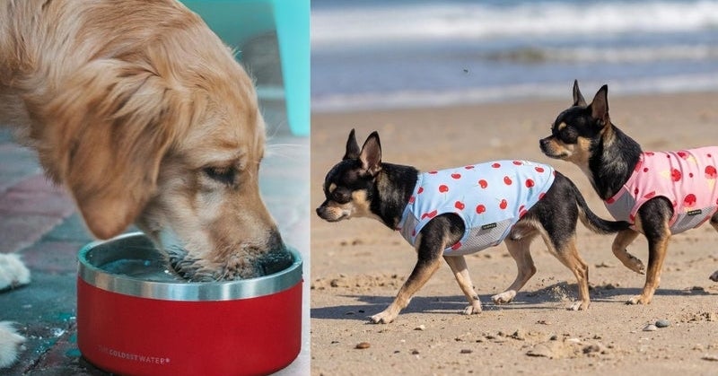 Excessive Heat Can Be Dangerous To Pets, So Keep Them Cool With These 14 Products — image 1