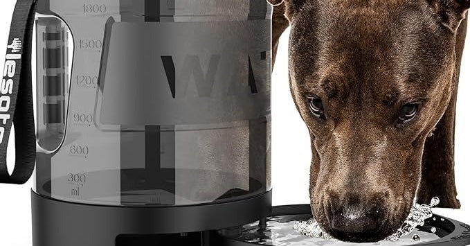 Everything You Need To Bring Your Dog Camping With You — image 1