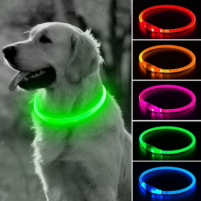 Everything You Need To Bring Your Dog Camping With You — image 4
