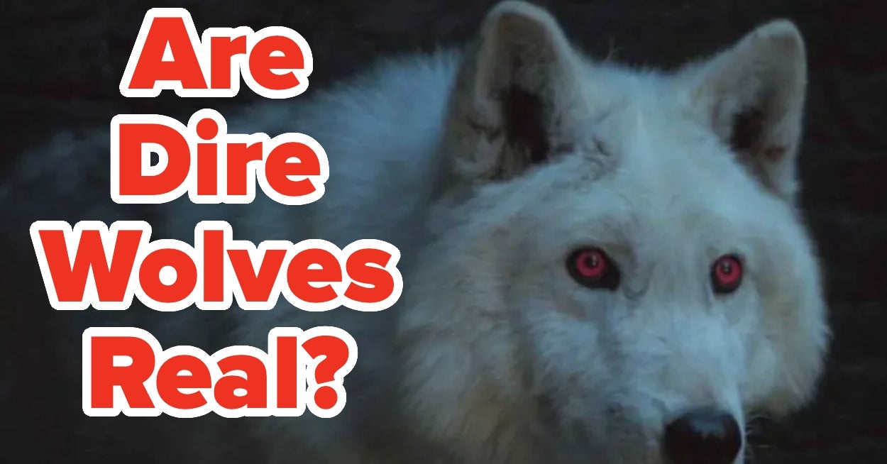 Most People Can't Tell If These Animals From Movies And TV Shows Are Real Or Made Up, Can You? — image 2