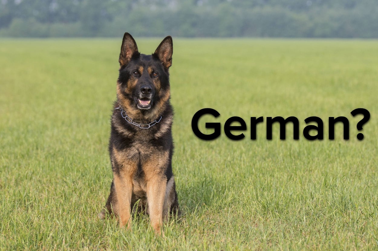 Only True Dog Lovers Will Be Able To Identify All Of These Breeds — image 1