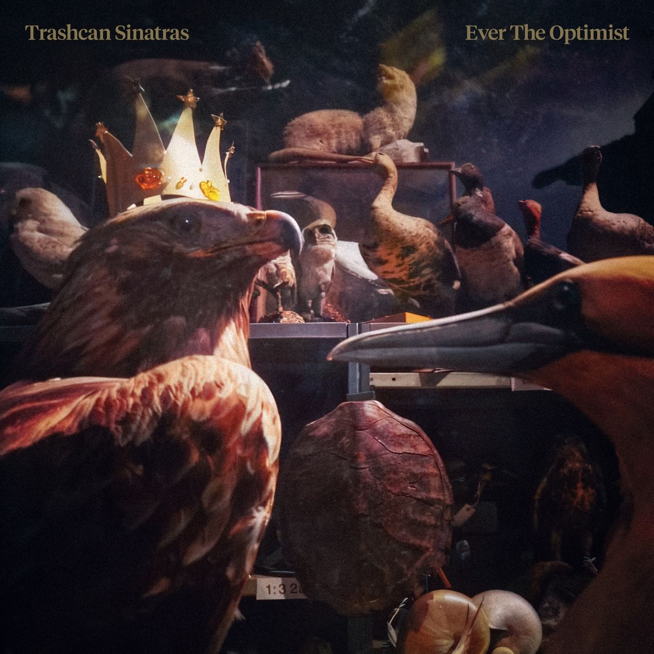 Trashcan Sinatras: Ever the Optimist — image 4
