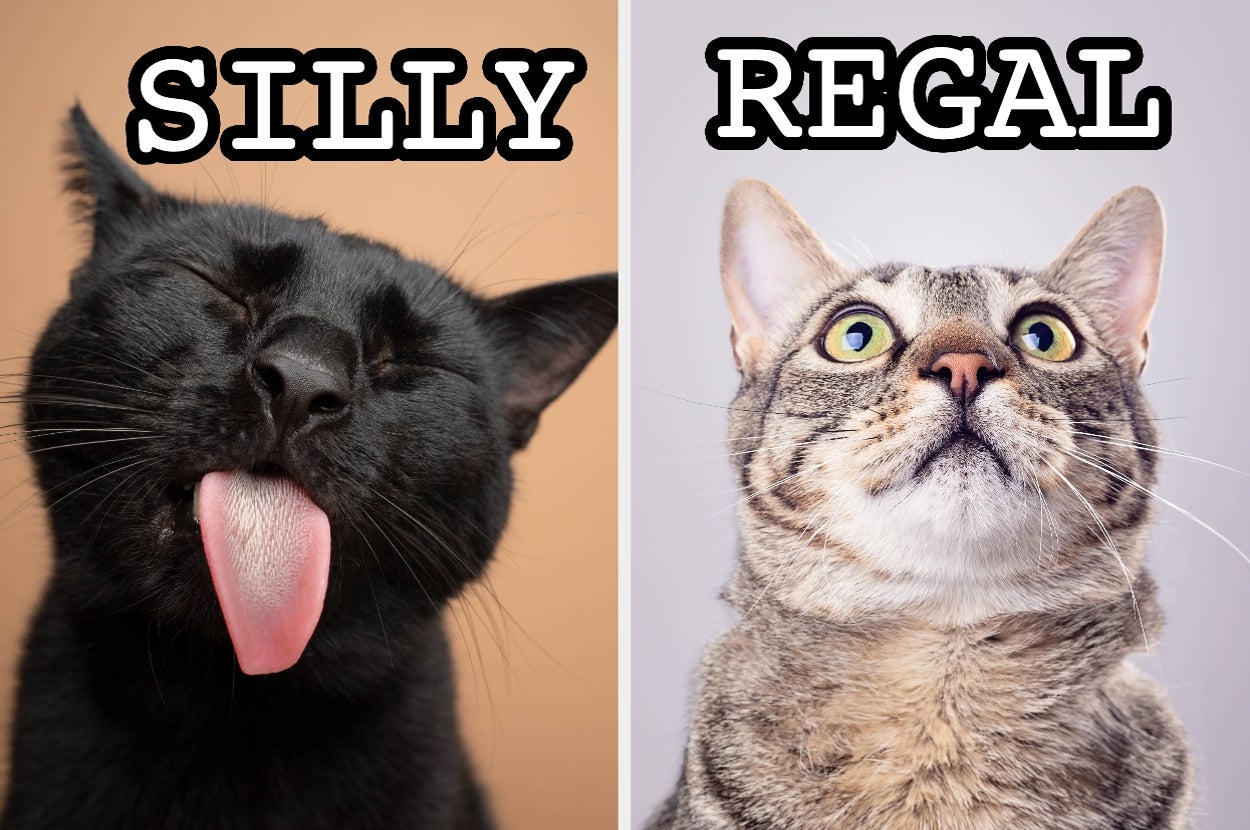 Answer These 15 Questions And We’ll Tell You Exactly What Kind Of Unhinged Cat You’d Be — image 2