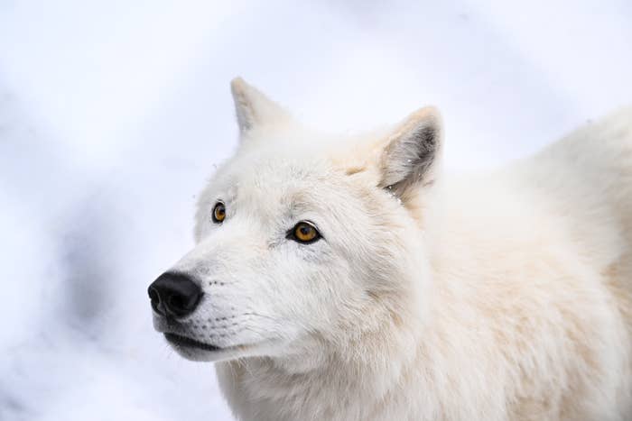 "Evil": Trump Is Rolling Back Protections For Endangered Species, And People Are Furious — image 5