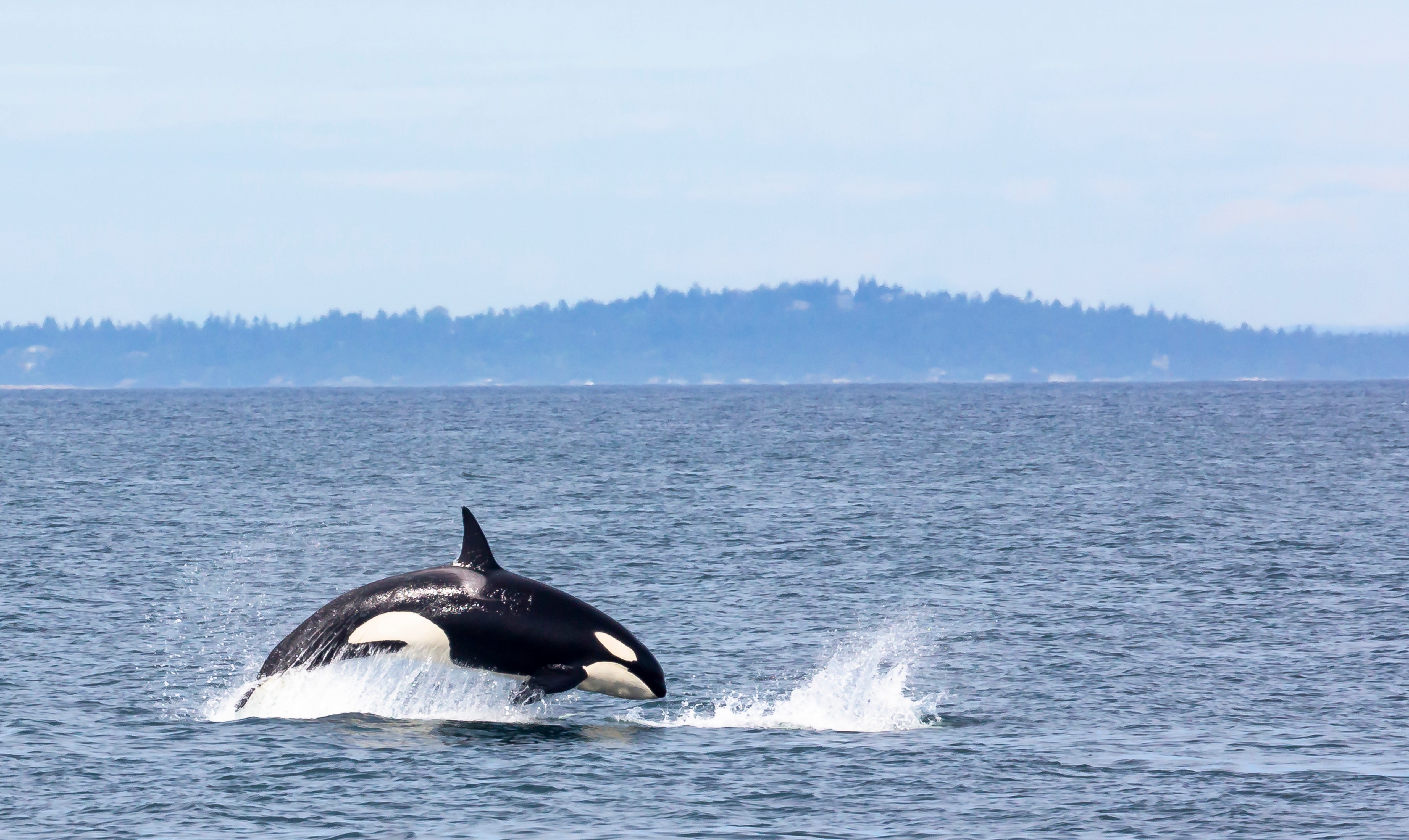 "Evil": Trump Is Rolling Back Protections For Endangered Species, And People Are Furious — image 9