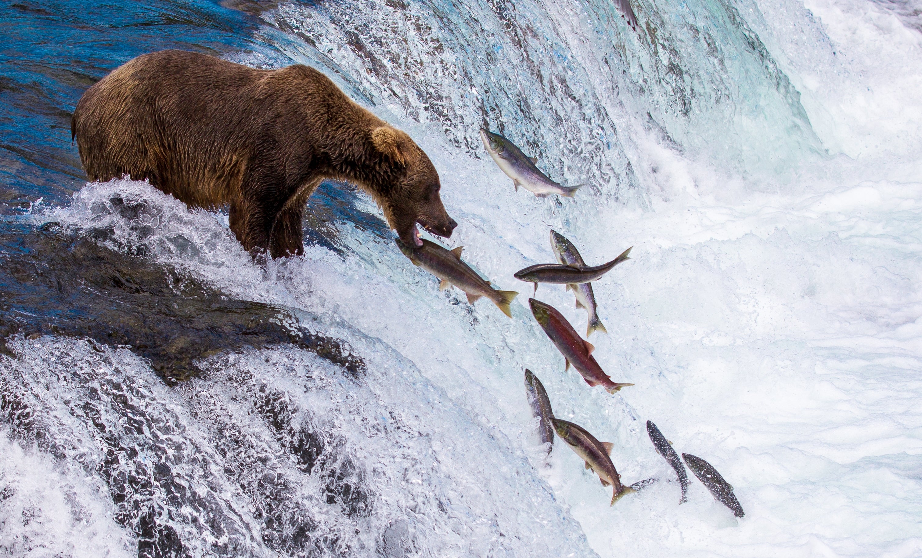 "Evil": Trump Is Rolling Back Protections For Endangered Species, And People Are Furious — image 10
