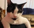 Which Pop Culture Kitty Is Your 100% Personality Match? — image 4