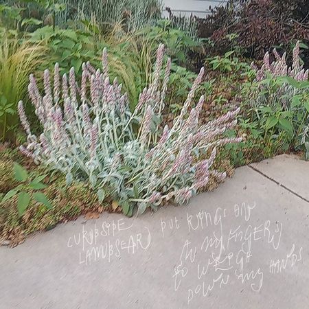 Curbside Lambsear: Put Rings on All My Fingers to Weigh Down My Hands EP — image 3